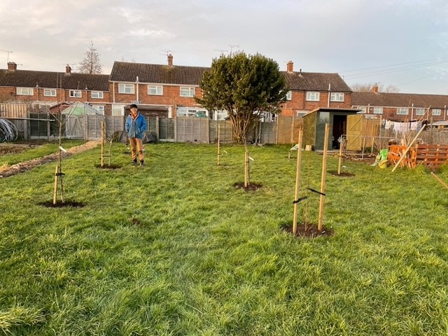 Community orchard planted